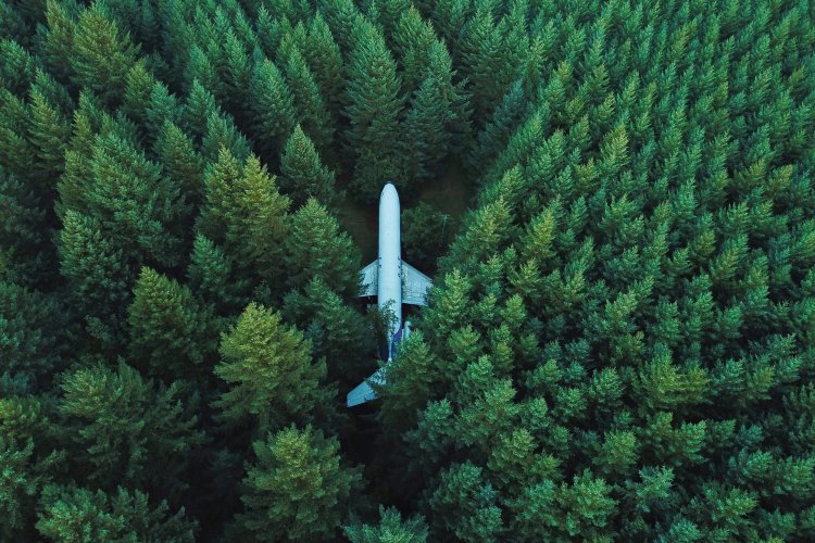 plane in the middle of a forest