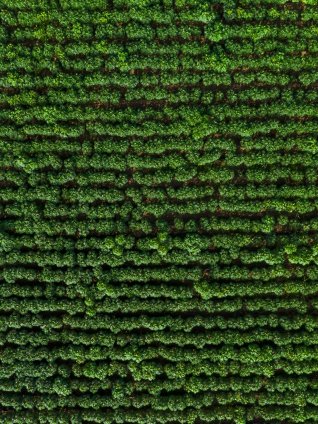 Grass from above