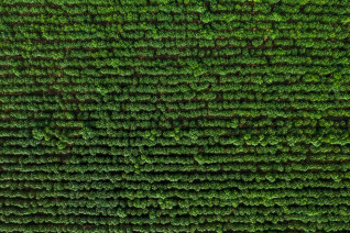 Grass from above