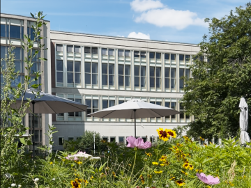 Flowers in the garden