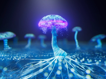 growing mushroom 