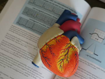 Model of human heart with textbook