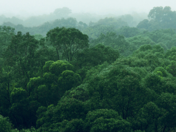 top of green forest 