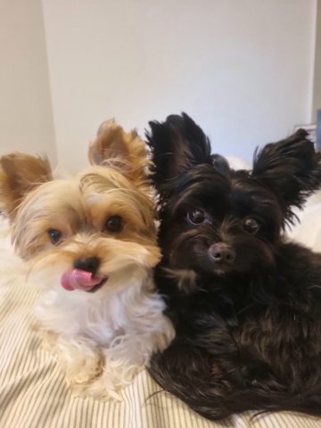 Full-time MBA student Beatriz Sgobi's two small dogs, one cream and one black.