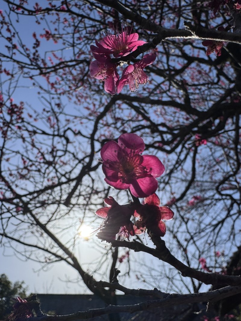 Pink blossoms on a tree in Tokyo, Japan