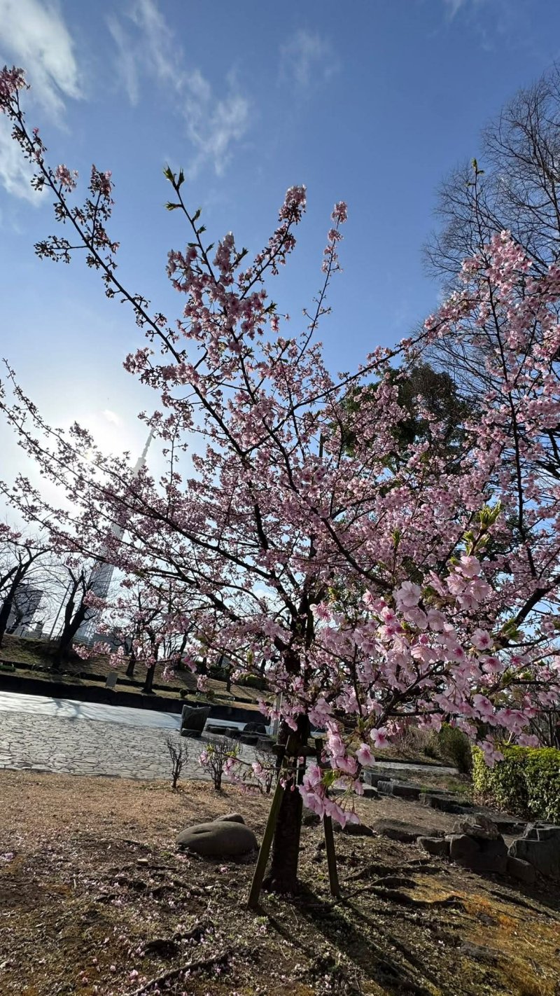 Cherry blossoms in Tokyo