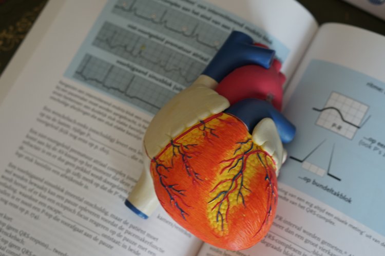 Model of human heart with textbook