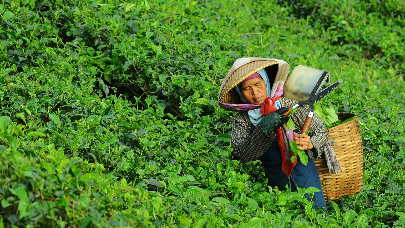 Woman picking tea leaves