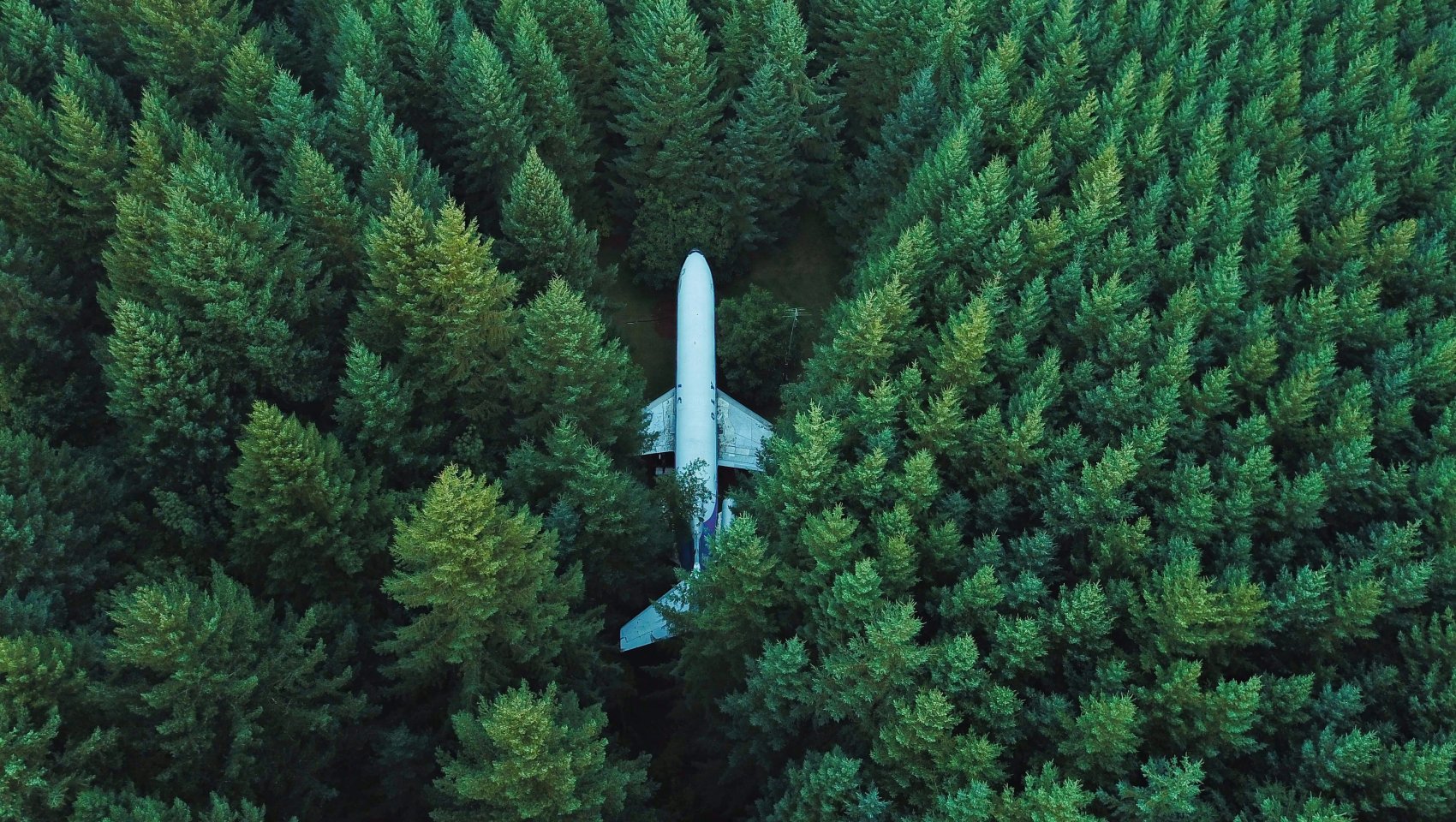 plane in the middle of a forest